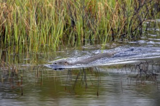 Eurasian otter, European river otter (Lutra lutra) swimming in brook, stream in spring