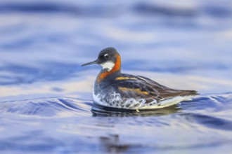 Red-necked phalarope, northern phalarope (Phalaropus lobatus) adult female in breeding plumage