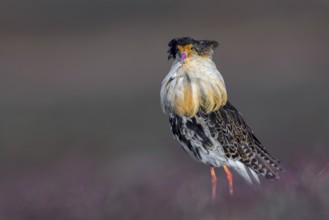 Ruff (Calidris pugnax) territorial male in breeding plumage at lek in spring, Scandinavia