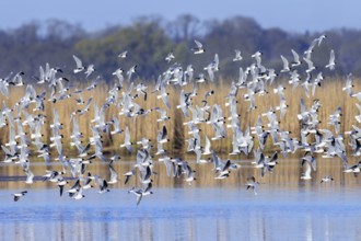 Huge flock of little gulls (Hydrocoloeus minutus) in breeding plumage flying over pond in wetland