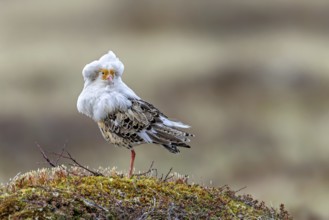 Ruff (Calidris pugnax) satellite male with white ruff in breeding plumage at lek in spring,