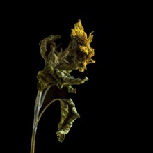 Dried sunflower reveals intricate details against dark background highlighting beauty of decay