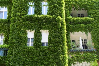 An ivy-covered façade of an apartment block in Bratislava, Slovakia