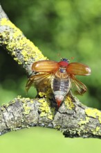 May beetle, wood cockchafer (Melolontha hippocastani), female with spread wings, on a branch