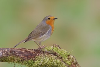 Robin (Erithacus rubecula), on moss-covered dead wood, Wilnsdorf, North Rhine-Westphalia, Germany