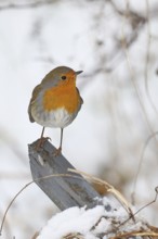 Robin (Erithacus rubecula), in winter on a fence post in the garden, Wilnsdorf, North