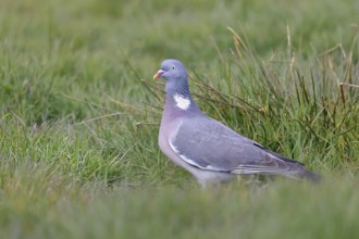 Woodpigeon (Columba palumbus), in a meadow, Wilnsdorf, North Rhine-Westphalia, Germany
