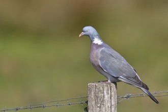 Woodpigeon (Columba palumbus), sitting on a post of a pasture fence, Wilnsdorf, North