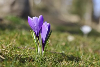 Violet crocus (Crocus neapolitanus), two flowers next to each other, spring, Siegen, North
