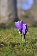 Violet crocus (Crocus neapolitanus), two flowers next to each other, spring, Siegen, North