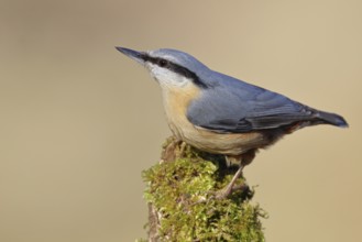 Nuthatch (Sitta europaea), sitting on a tree root covered with moss, Wilnsdorf, North
