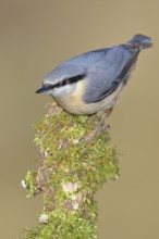 Nuthatch (Sitta europaea), sitting on a tree root covered with moss, Wilnsdorf, North