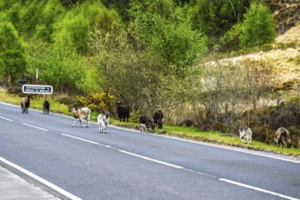 Goats over Invershiel, Loch Duich, Scotland, UK