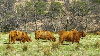 Highland Cattle, Scottish breed of rustic cattle, Highland, Scotland, UK
