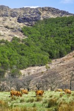 Highland Cattle, Scottish breed of rustic cattle, Highland, Scotland, UK