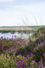 Heather on the dunes, Knoll Beach Studland, Poole, Dorset, England, United Kingdom