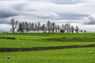 Farms, Pooley Bridge, Ullswater Lake, Lake District National Park, Cumbria, England, United Kingdom