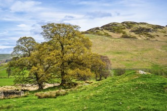 Old Oaks on Farms, Ullswater Lake, Lake District National Park, Cumbria, England, United Kingdom