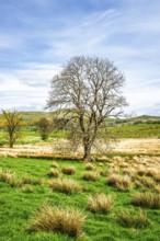 Farms, Ullswater Lake, Lake District National Park, Cumbria, England, United Kingdom
