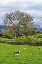 Farms, Pooley Bridge, Ullswater Lake, Lake District National Park, Cumbria, England, United Kingdom