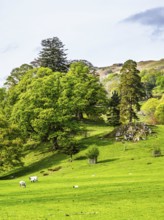 Farms in Lake District National Park, Cumbria, England, United Kingdom