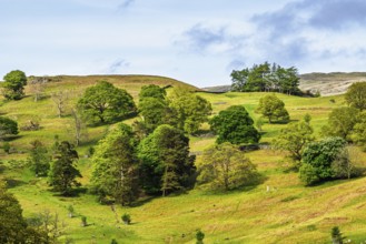 Farms in Lake District National Park, Cumbria, England, United Kingdom