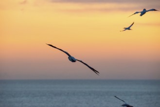 Several gannets (Morus bassanus) (synonym: Sula bassana) flying, soaring elegantly with