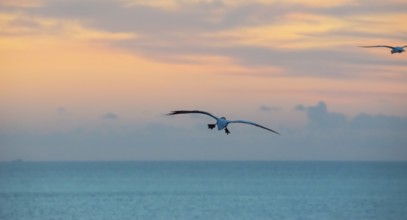 A gannet (Morus bassanus) (synonym: Sula bassana) flies, sails with outstretched wings towards the