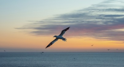 A gannet (Morus bassanus) (synonym: Sula bassana) flies, sails elegantly with outstretched wings,