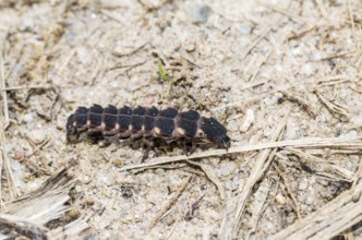 Common glow-worm (Lampyris noctiluca), female crawls, creeps, during the day over sandy, dry,