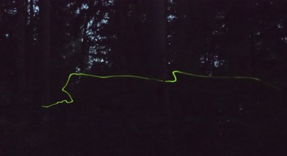 Glow in the dark forest at night, false firefly, firefly or St John's worm (Lamprohiza