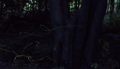 Glowing traces in the dark forest at night, false firefly, firefly or St John's worm (Lamprohiza