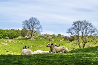 Sheep and farm in Lake District National Park, Coniston Water, Cumbria, England, United Kingdom
