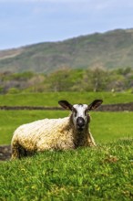 Sheep and farm in Lake District National Park, Coniston Water, Cumbria, England, United Kingdom
