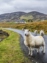 Sheep and farms on Isle of Sky, Scotland, UK