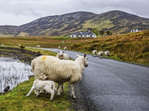 Sheep and farms on Isle of Sky, Scotland, UK
