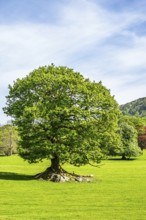 Fell Foot Park, Windermere Lake, Lake District, Cumbria, England, United Kingdom