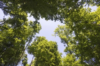 Deciduous forest, deciduous trees, frog perspective, summer, place of pilgrimage, Altötting, Upper