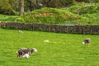 Sheeps, Pooley Bridge, Ullswater Lake, Lake District National Park, Cumbria, England, United