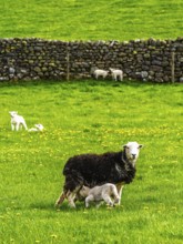 Sheeps, Pooley Bridge, Ullswater Lake, Lake District National Park, Cumbria, England, United
