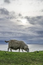 Sheeps on farms over Neist Point Lighthouse, Isle of Skye, Scotland, UK