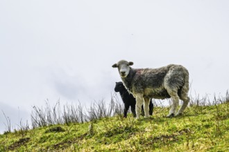 Sheeps on farms over Ullswater Lake, Lake District National Park, Cumbria, England, United Kingdom
