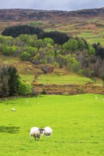 Sheeps on farms in West Highlands Farms, Scotland, UK