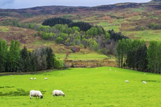 Sheeps on farms in West Highlands Farms, Scotland, UK