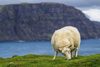 Sheeps on farms over Neist Point Lighthouse, Isle of Skye, Scotland, UK