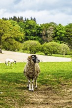 Sheeps on farms over Ullswater Lake, Lake District National Park, Cumbria, England, United Kingdom