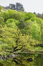Rydal Water, Rydal, Ambleside, Lake District, Westmorland, Cumbria, England, United Kingdom