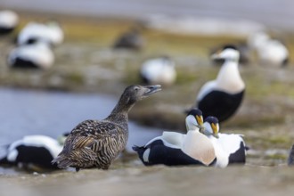 Eider duck (Somateria mollissima), hen with drake during mating behaviour, duck birds (Anatidae),