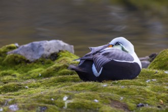 Common Eider (Somateria mollissima), drake sitting on land, duck birds (Anatidae), Aventdalen,