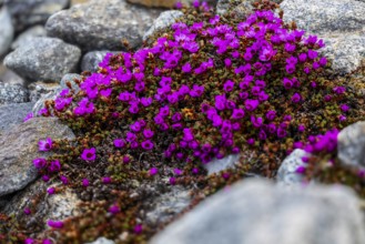 Red saxifrage (Saxifraga oppositifolia), saxifrage family (Saxifragaceae), Jotunkjeldene,